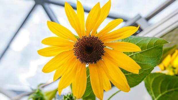 С 15 апреля по 15 мая 2026 года проходит фестиваль «Москва, расцветай!»