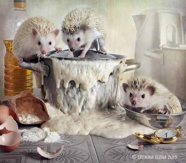 Тайная жизнь домашних ежиков Тайная жизнь домашних ежиков