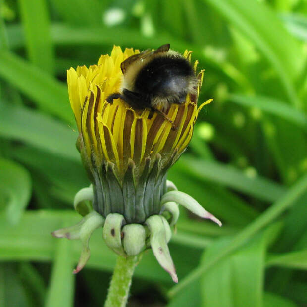 tired-bumblebees7.jpg