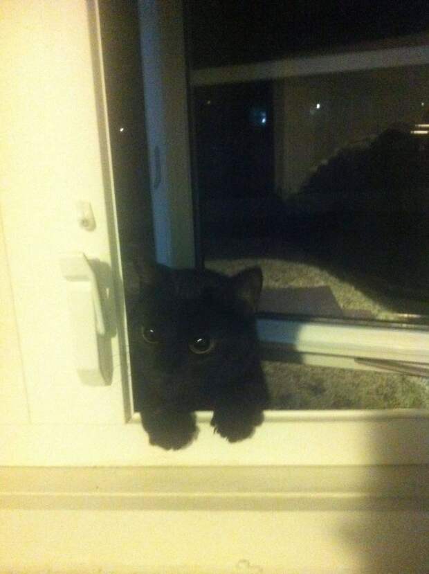 забавные коты кот в окне