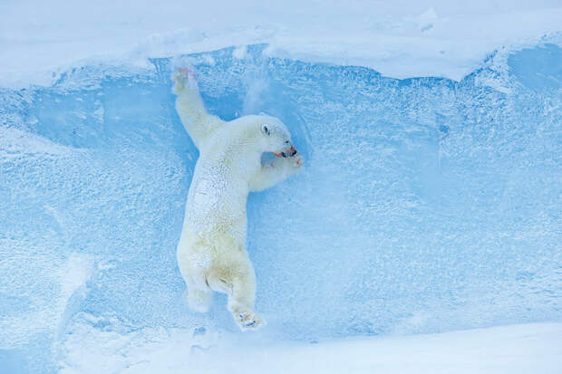 Белая медведица спускается с айсберга на Баффиновой Земле, Канада