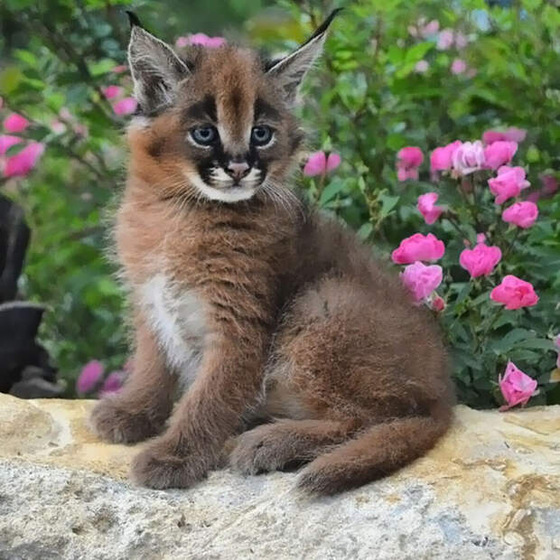 Baby Caracal