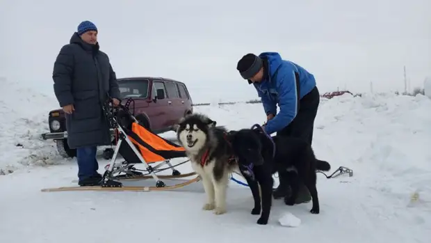 Хаски-гонщики. В приюте для животных Салехарда устроили заезд на упряжках