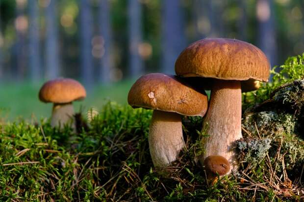 В Московской области начался летний грибной сезон
