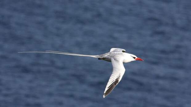 Веслоногие птицы: характеристика, питание, среда обитания