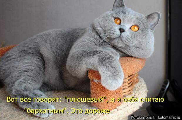 Лучшие котоматрицы недели (50 фото)