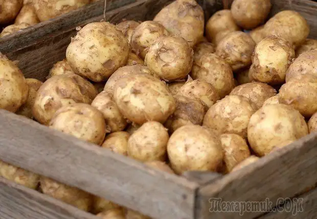 Сроки созревания картофеля: собираем урожай! - Дачный участок - 29 августа- 43571486867 - Медиаплатформа МирТесен