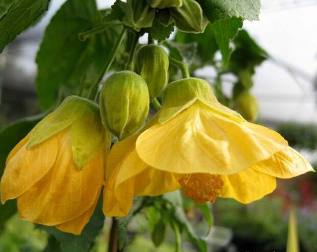 abutilon1