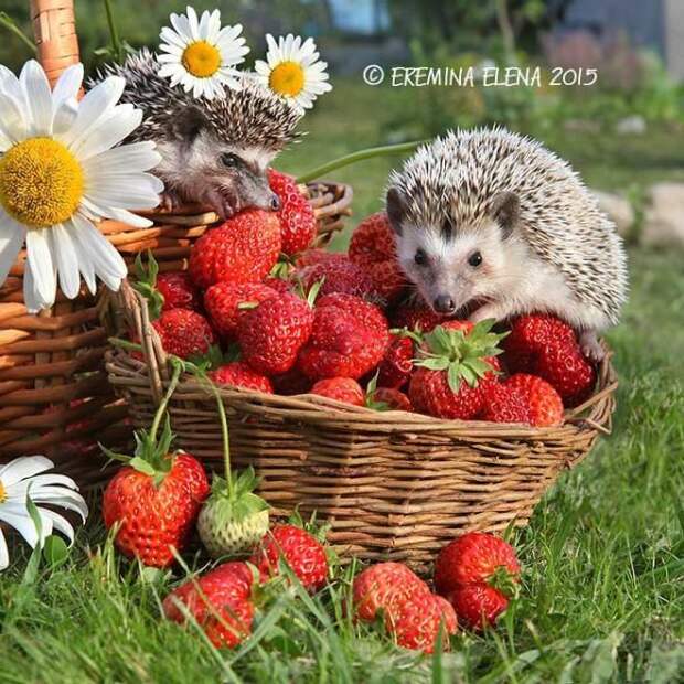 Тайная жизнь домашних ежиков Тайная жизнь домашних ежиков