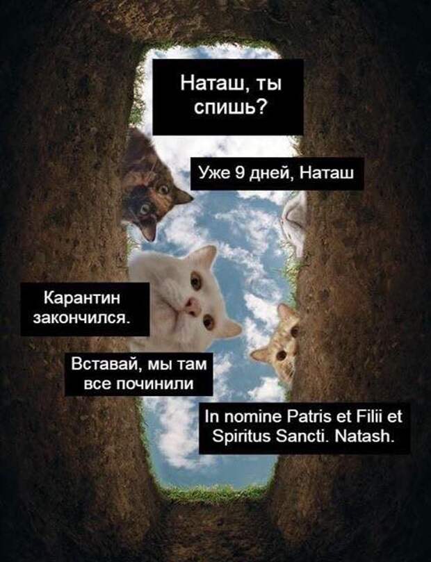 «Наташ, вставай! Мы уронили вообще все!»: на фоне последних событий в сети обрел популярность новый мем с котами