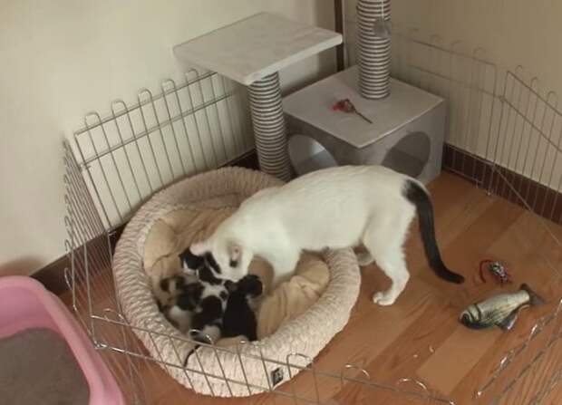Кошка идет к котятам Кошка и котята