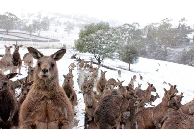 Австралия — большая страна, занимающая целый континент, и в некоторых её районах снег не такая уж редкость зима, мир, снег, юмор