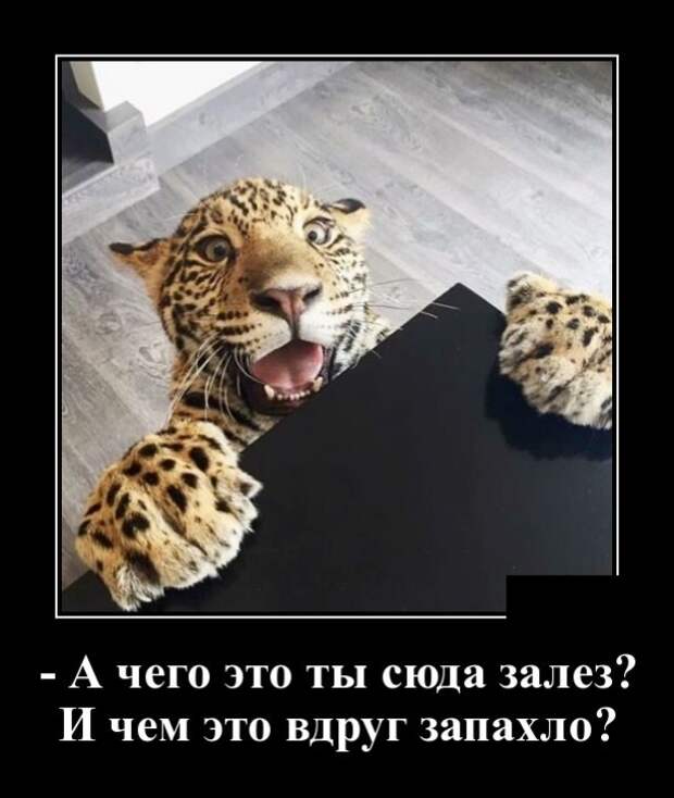 Демотиваторы (30 фото)