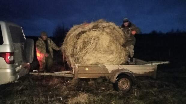 Популяция зубров в южной части Смоленского Поозерья превысила 100 голов