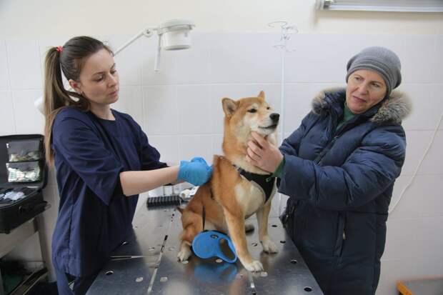 В январе жители СВАО смогут бесплатно привить питомцев от бешенства по десяти адресам