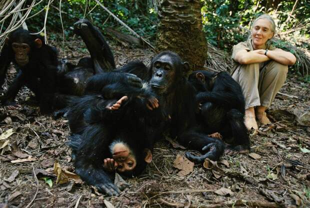 Война шимпанзе в Гомбе-Стрим. Не только люди воюют