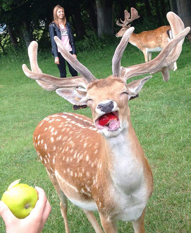 10. Счастливый олень и яблоко животные, смех, фотография