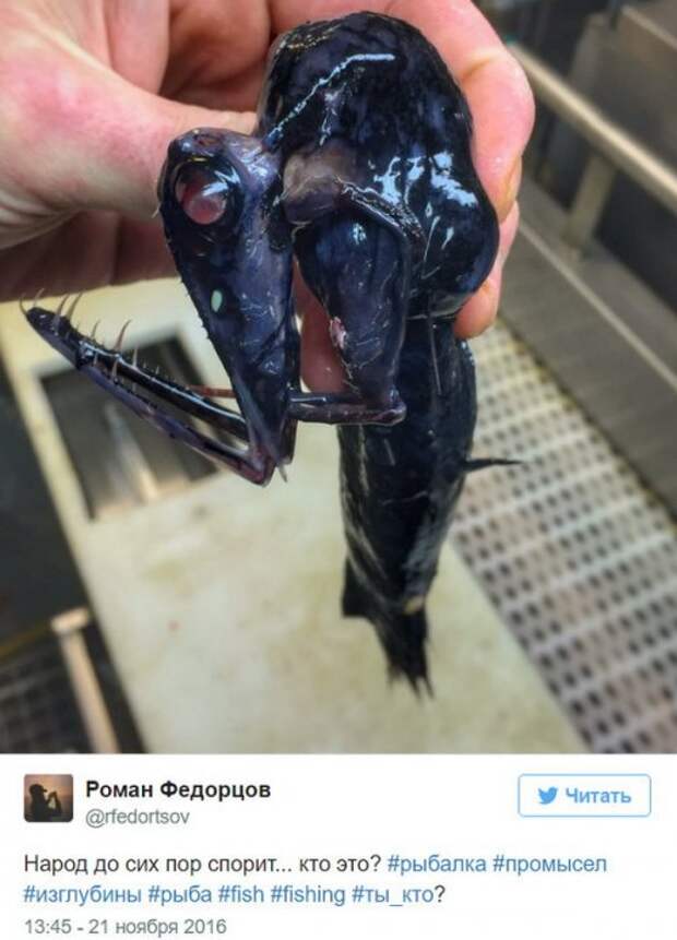 Познавательный твиттер моряка Романа Федорцова (16 фото)