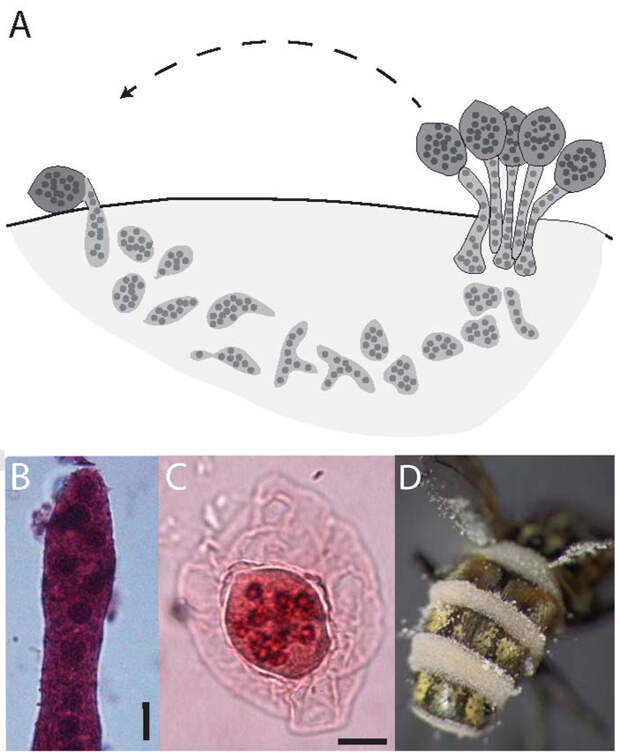 Рис. 3. Жизненный цикл паразитоидного гриба Entomophthora muscae