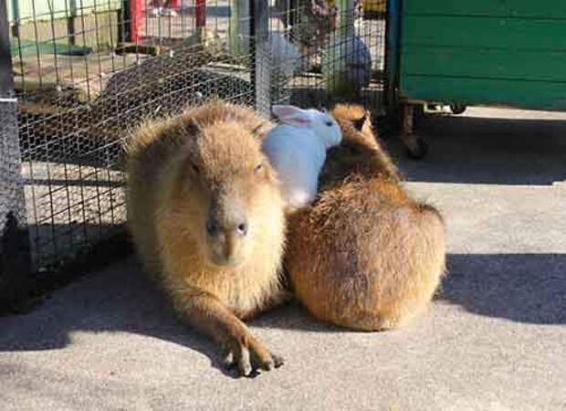 capybara-unusual-animal-friendship-32-5703a43340ff0__605
