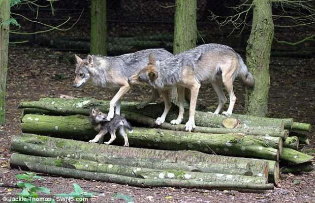 Сотрудники британского зоопарка вынужденно застрелили волчицу-мать пятерых волчат видео, волки, волчата, животные, зоопарк, мир, фото, хищники
