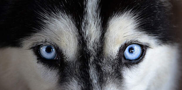 Собаки видят всё в чёрно-белом цвете. интересное, мифы, наука