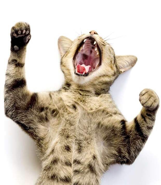 catvocals2-610x700