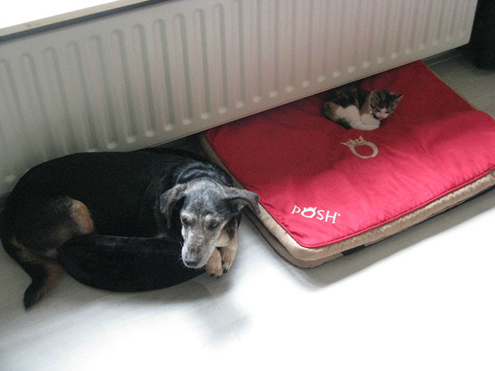 cats-stealing-dog-beds-81-57e14b0dd5a4c__700