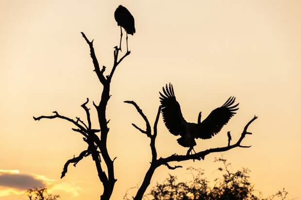 Жители Амурской области заметили засилье прилетевших с Амура черных неизвестных птиц