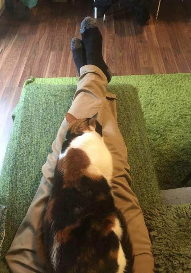 кошка на руках