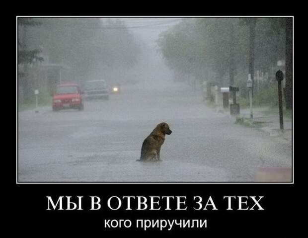 Демотиваторы (30 фото)