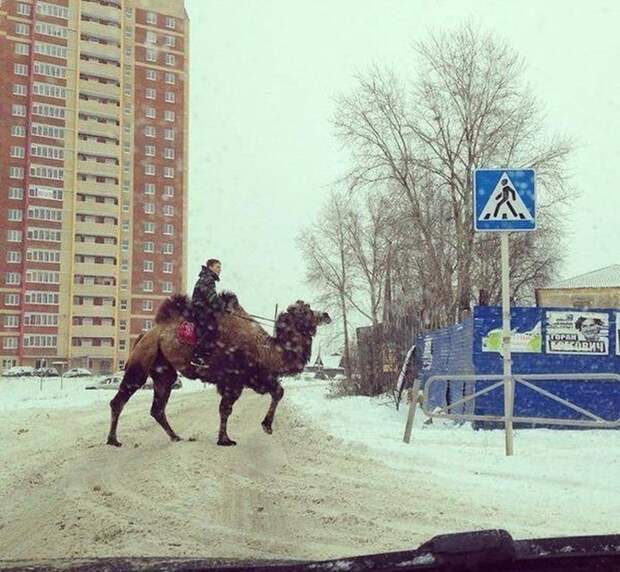 Ну да, верблюд животные, прикол, ситуация, смех, что тут происходит, юмор