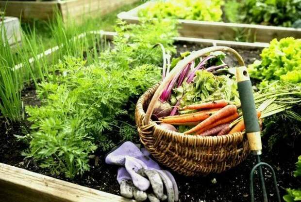 4 полезных лайфхаков для дачников и садоводов