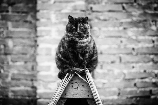 Фотография: Без кота и жизнь не та: уравновешенные коты-акробаты демонстрируют чудеса баланса №20 - BigPicture.ru