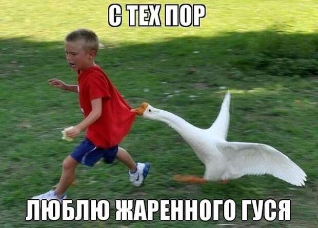 Приколы