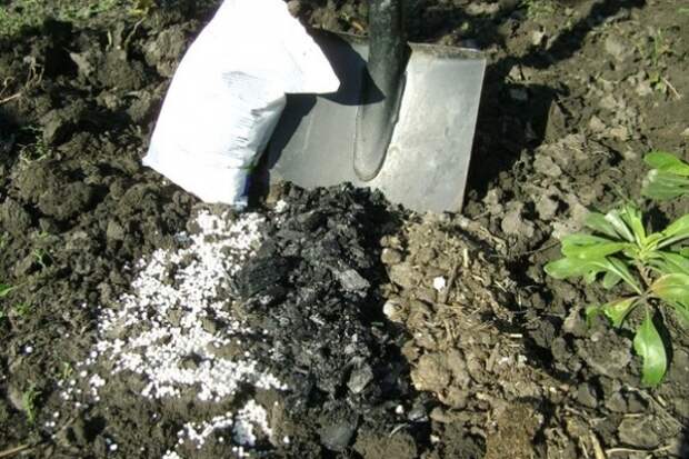 Мочевина и уголь для удобрения кустов клубники