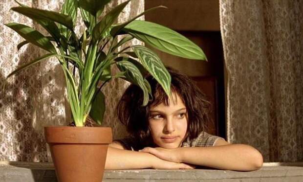 Никаких фикусов: 7 комнатных растений, полезных для иммунитета