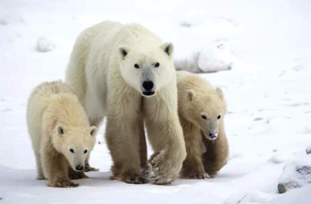 Редкое явление в Арктике удивило учёных: белая медведица усыновила медвежонка