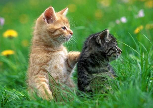 Позитивные котята для улыбки (12 фото) Позитивные котята для улыбки (12 фото)