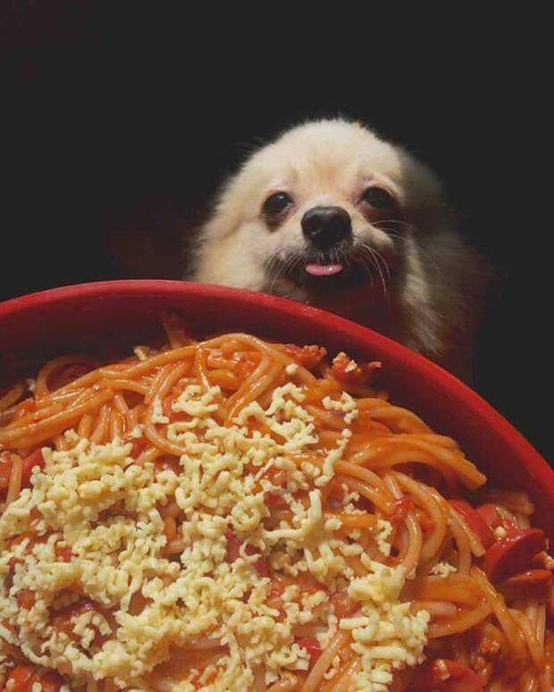 25+ смешных фотографий о том, как собаки умеют выпрашивать еду