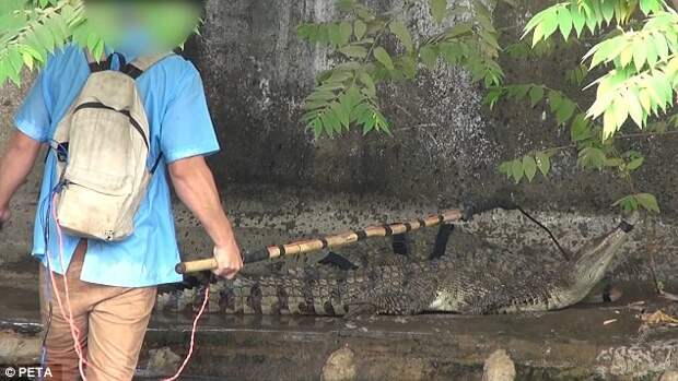 Жуткие кадры с вьетнамской фабрики: живых крокодилов насаживают на вертела, чтобы снять с них кожу видео, животные, крокодилы