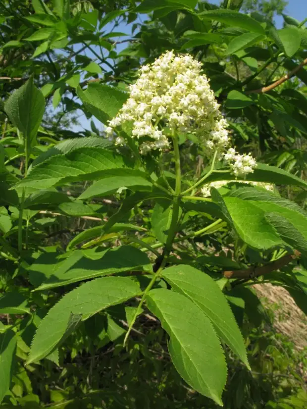 Бузина Зибольда (Sambucus sieboldiana)