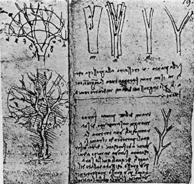 Что гласит правило деревьев, открытое Леонардо, и в чём был не прав гений Возрождения