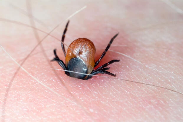 Биолог Хряпин: клещи-гиганты появились в России