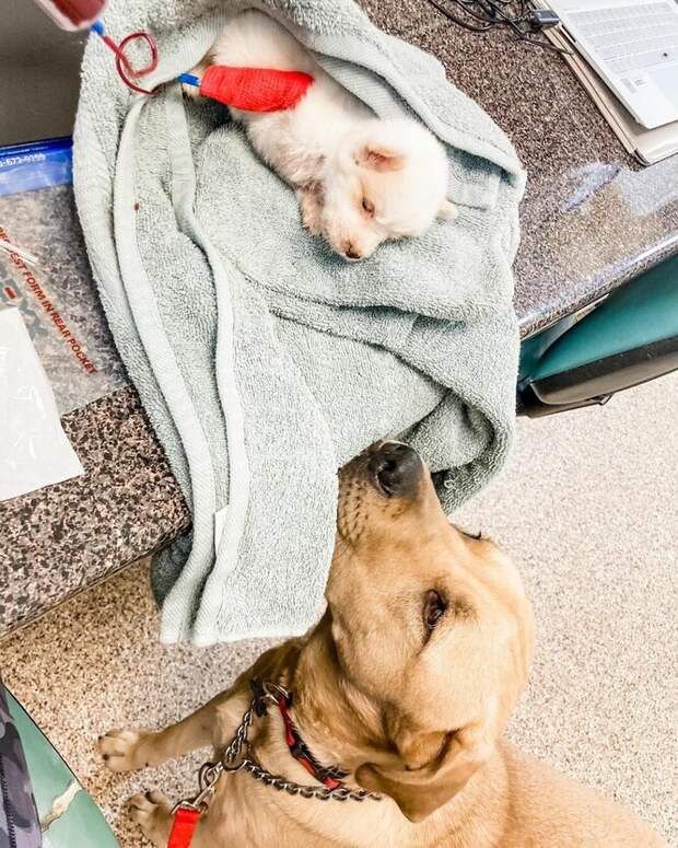 Мёрфи и щенок, которого спасла её кровь