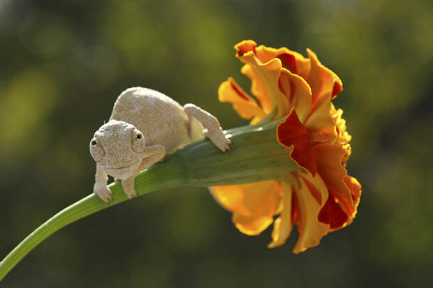 Cute Baby Chameleon