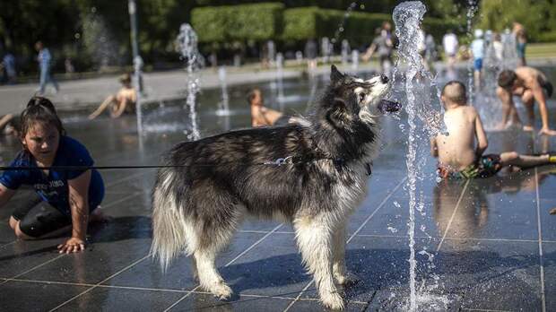 Кинолог рассказал, как помочь собаке пережить жару