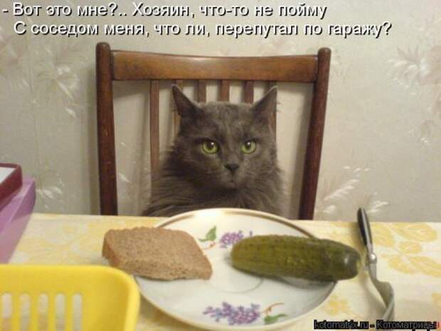 Лучшая котоматрица недели