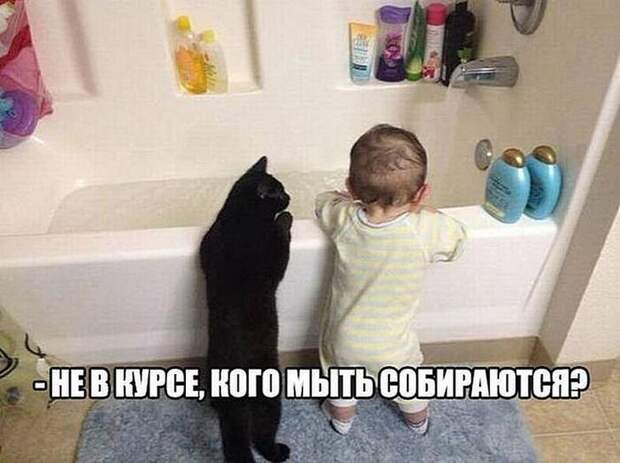 Сугубо положительные коты и собаки и некоторые другие персоны животные, позитив, фотографии, юмор