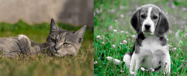 Собачка смотрит на котика, котик смотрит на собачку.